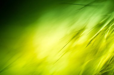 Soyut makro kürk yeşil tonlarında. Alan, sanatsal renkler, dekoratif bir görünüm sığ derinliği.