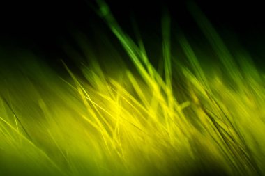 Soyut makro kürk yeşil tonlarında. Alan, sanatsal renkler, dekoratif bir görünüm sığ derinliği.