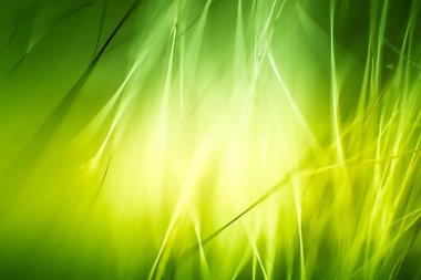 Soyut makro kürk yeşil tonlarında. Alan, sanatsal renkler, dekoratif bir görünüm sığ derinliği.