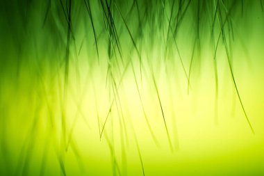 Soyut makro kürk yeşil tonlarında. Alan, sanatsal renkler, dekoratif bir görünüm sığ derinliği.