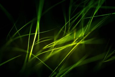 Soyut makro kürk yeşil tonlarında. Alan, sanatsal renkler, dekoratif bir görünüm sığ derinliği.