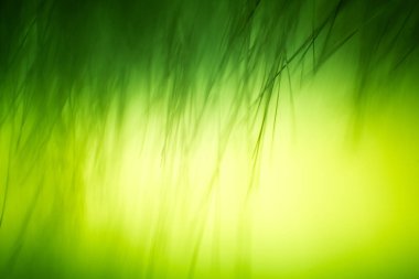 Soyut makro kürk yeşil tonlarında. Alan, sanatsal renkler, dekoratif bir görünüm sığ derinliği.