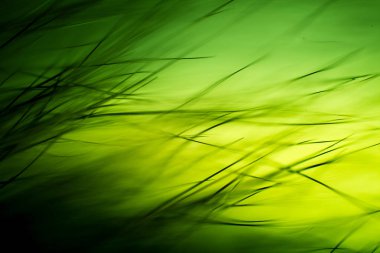 Soyut makro kürk yeşil tonlarında. Alan, sanatsal renkler, dekoratif bir görünüm sığ derinliği.