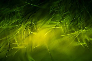 Soyut makro kürk yeşil tonlarında. Alan, sanatsal renkler, dekoratif bir görünüm sığ derinliği.