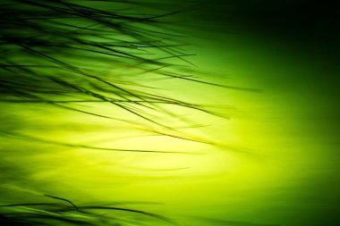 Soyut makro kürk yeşil tonlarında. Alan, sanatsal renkler, dekoratif bir görünüm sığ derinliği.