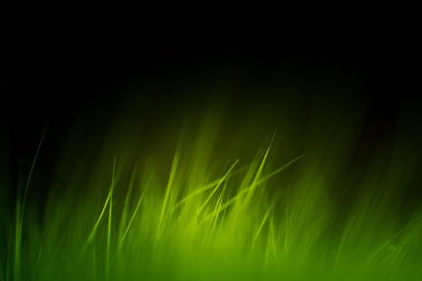 Soyut makro kürk yeşil tonlarında. Alan, sanatsal renkler, dekoratif bir görünüm sığ derinliği.