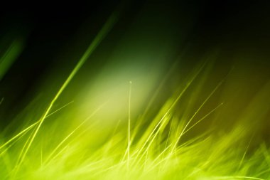 Soyut makro kürk yeşil tonlarında. Alan, sanatsal renkler, dekoratif bir görünüm sığ derinliği.