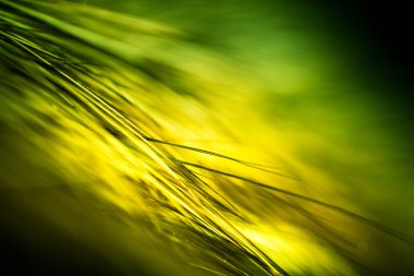 Soyut makro kürk yeşil tonlarında. Alan, sanatsal renkler, dekoratif bir görünüm sığ derinliği.