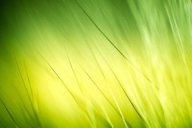 Soyut makro kürk yeşil tonlarında. Alan, sanatsal renkler, dekoratif bir görünüm sığ derinliği.