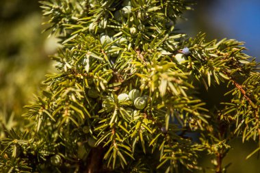 bir güzel ardıç ağacı dalı bir closeup