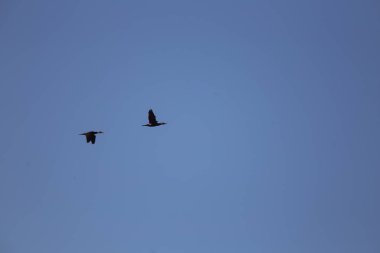 Mavi gökyüzü arka plan üzerinde güzel bir uçan karabatak