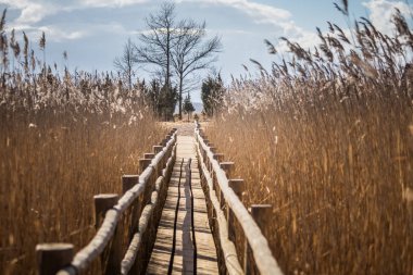 Güzel bir ahşap patika sazlık erken baharda bir gölde aracılığıyla