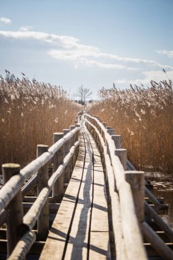 Güzel bir ahşap patika sazlık erken baharda bir gölde aracılığıyla