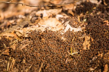 Güneşli bir gün bir karınca evde güzel bir closeup