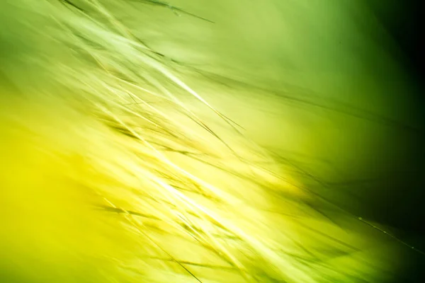 Abstract macro of fur in green tones. Shallow depth of field, artistic colors, decorative look. — Stock Photo, Image