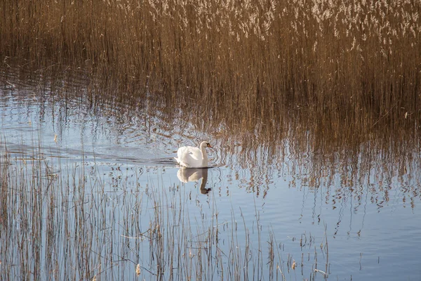 Um belo cisne branco nadando em um lago com juncos — Fotografia de Stock