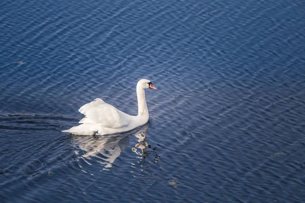 Un hermoso cisne blanco nadando en un lago con cañas — Foto de Stock