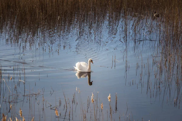 Krásná Bílá labuť, koupání v jezeře s rákosím — Stock fotografie