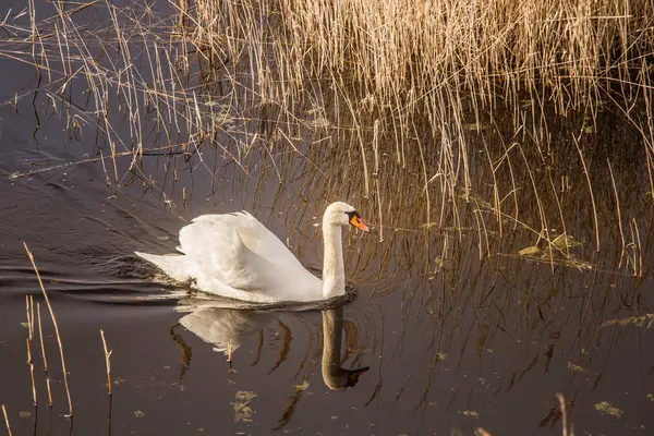 Un hermoso cisne blanco nadando en un lago con cañas —  Fotos de Stock