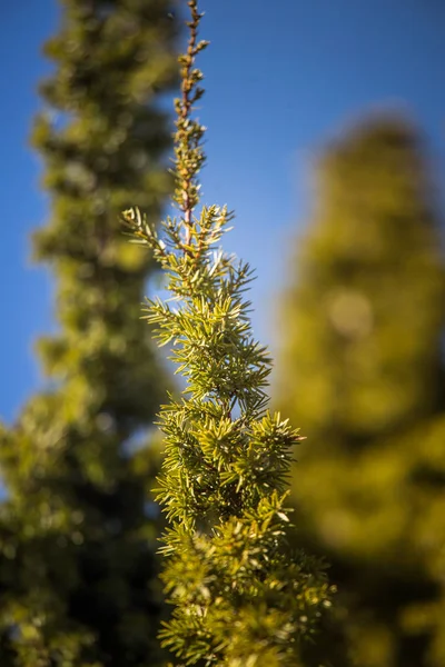 A closeup of a beautiful juniper tree branch — Stock Photo, Image