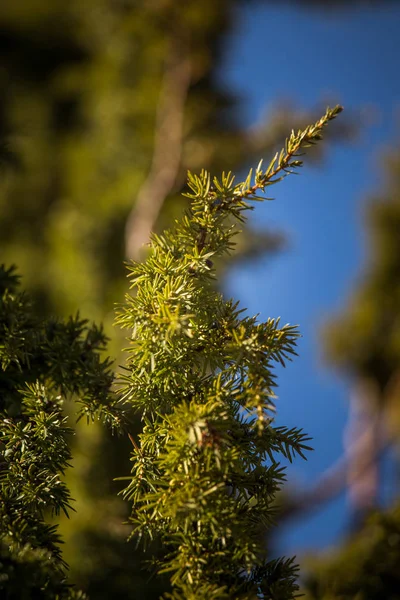 Bir güzel ardıç ağacı dalı bir closeup — Stok fotoğraf