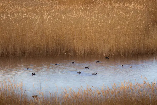 Красивые ворчуны-евразийцы купаются в озере с тростником — стоковое фото