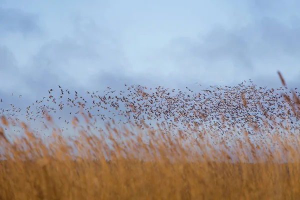 A beautiful early spring landscape with a flying flock of migratory geese over a forest of reeds — Stock Photo, Image