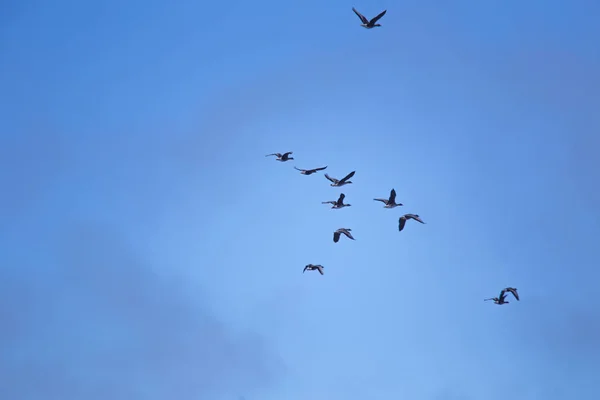 Красивая летящая стая мигрирующих гусей на фоне голубого неба — стоковое фото