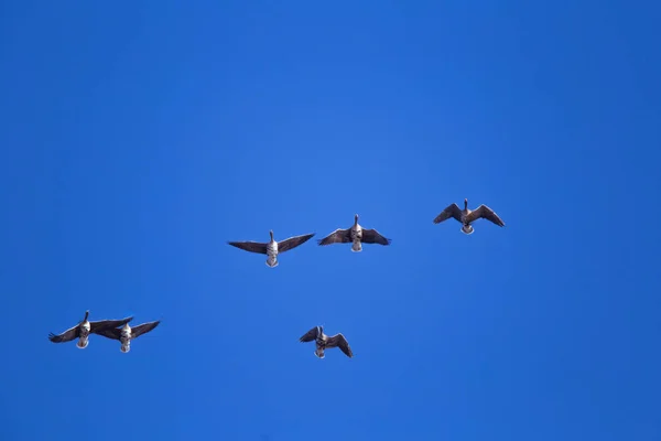 A beautiful flying flock of migratory geese on the blue sky background — Stock Photo, Image