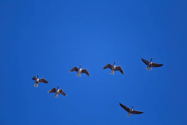 Ein schöner fliegender Schwarm wandernder Gänse vor blauem Himmel — Stockfoto