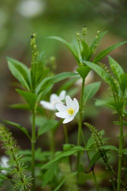 Doğal bir arka plan bahar üzerinde güzel beyaz hepaticas