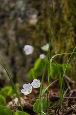 Güzel ahşap sorrels yaz aylarında doğal bir arka plan üzerinde