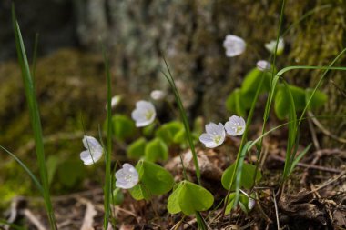 Güzel ahşap sorrels yaz aylarında doğal bir arka plan üzerinde