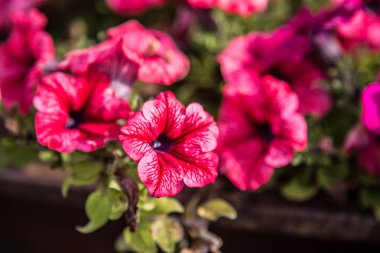 Doğal ortamlarında güzel pembe çiçekler