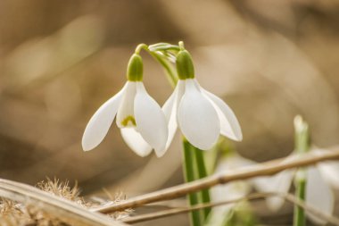 Doğal bir arka plan bahar üzerinde güzel kardelen