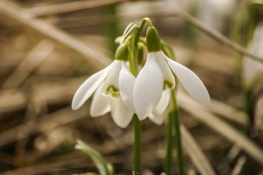 Doğal bir arka plan bahar üzerinde güzel kardelen