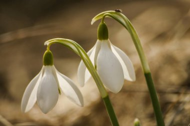 Doğal bir arka plan bahar üzerinde güzel kardelen
