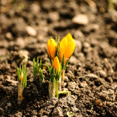 Doğal bir arka plan bahar üzerinde güzel turuncu bitkisi çiçeği