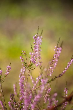 Yaz aylarında doğal bir arka plan üzerinde güzel mor calluna çiçekler