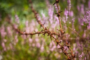 Yaz aylarında doğal bir arka plan üzerinde güzel mor calluna çiçekler