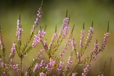 Yaz aylarında doğal bir arka plan üzerinde güzel mor calluna çiçekler