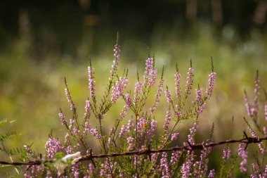 Yaz aylarında doğal bir arka plan üzerinde güzel mor calluna çiçekler
