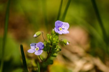 Güzel küçük mavi çiçekler ilkbaharda çim