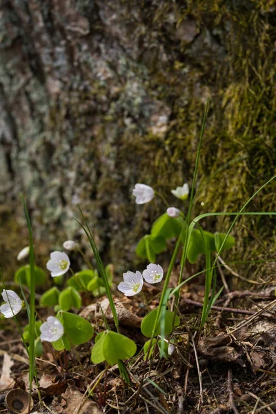 Mooie hout sorrels tegen een natuurlijke achtergrond in de zomer — Stockfoto