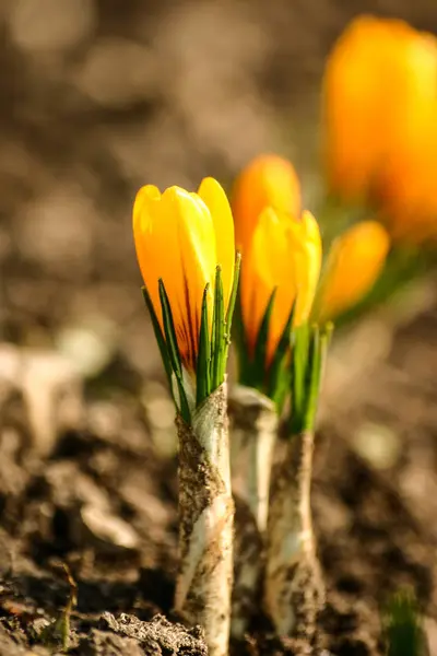 봄에는 자연 백그라운드에 아름 다운 오렌지 크 로커 스 꽃 — 스톡 사진