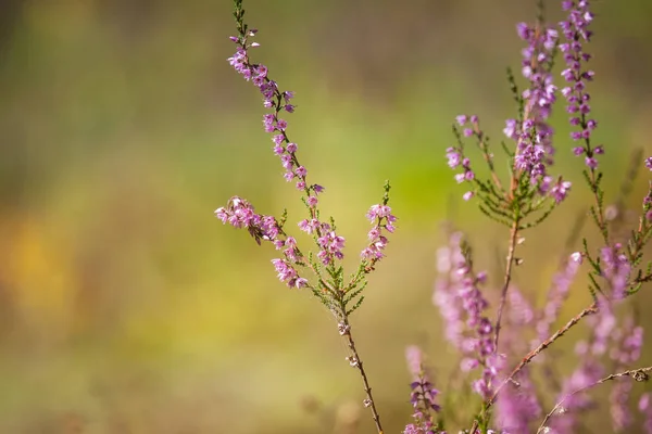 Mooie paarse calluna bloemen op een natuurlijke achtergrond in de zomer — Stockfoto