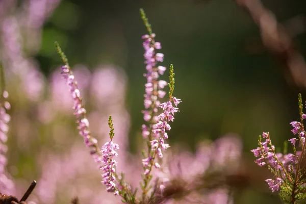 Hermosas flores de calluna púrpura sobre un fondo natural en verano — Foto de Stock