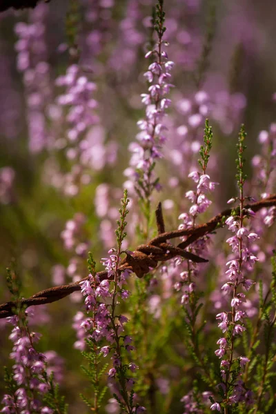 Bellissimi fiori di calluna viola su uno sfondo naturale in estate — Foto Stock