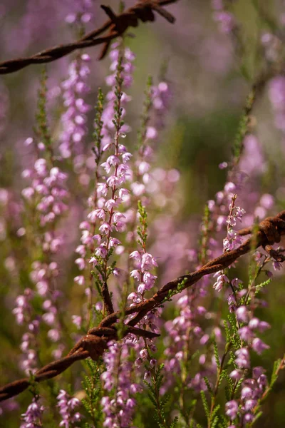 Bellissimi fiori di calluna viola su uno sfondo naturale in estate — Foto Stock