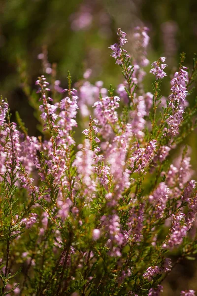 Belles fleurs de calluna violet sur un fond naturel en été — Photo